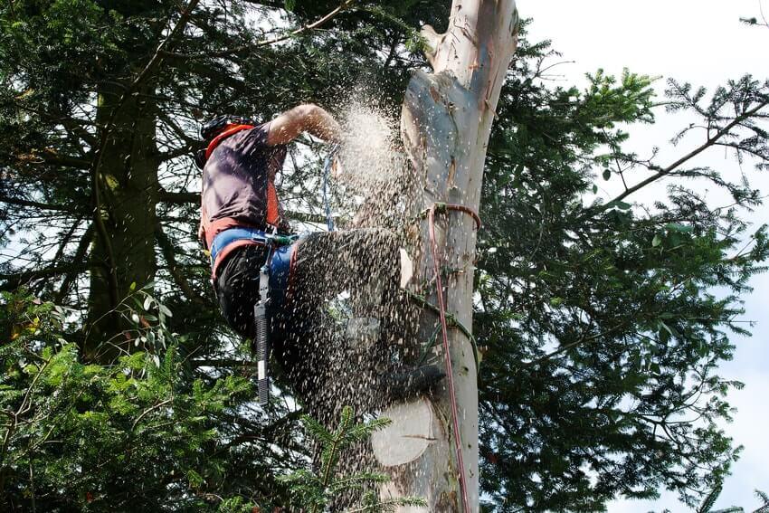 Tree Surgeons Carshalton SM5